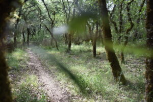 1ª Caminhada "Trilhos do Gualdim"